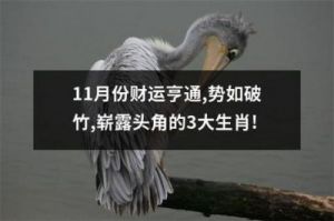 11月运势解析：事业与爱情双丰收的生肖揭秘