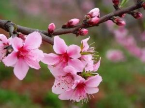 11月桃花盛开：生肖鼠、兔、龙、猪迎情感与事业双丰收
