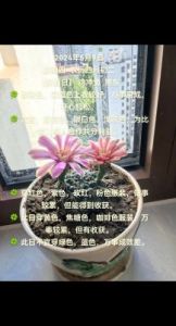 生肖致富攻略：如何在爱情与财富中稳步前行