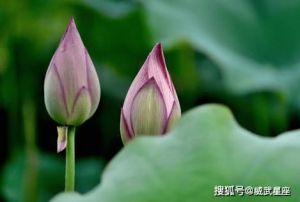 生肖运势：兔鼠马羊迎来职场机遇与爱情转机