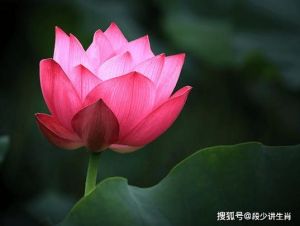 2024年12月：属蛇、虎、兔、鼠的运势大揭秘