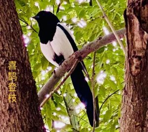 2025年三大星座迎来好运：处女、金牛、双子喜事连连