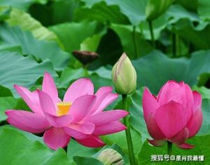 属马、属虎、属羊、属兔：11月底事业与爱情运势大幅提升