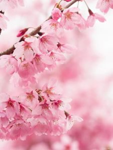 爱情暖流袭来，四大生肖十二月桃花运旺