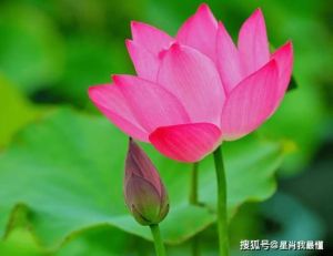 九天好运来袭：鼠虎蛇马迎事业与爱情双丰收