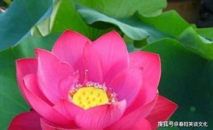 未来20天，生肖鼠、龙、马、羊迎桃花运高峰