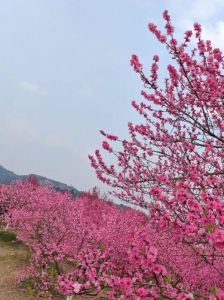 探索桃花运：揭秘帝旺桃花与桃花位确定方法