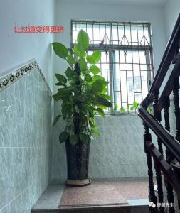 植物的主要风水作用及其摆放小常识