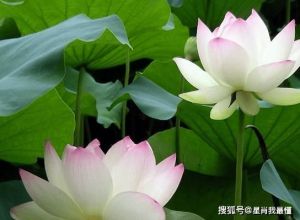 2025年桃花盛开：属鼠、属龙、属猴和属猪迎爱情春天