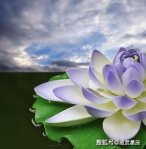 2025年属相运势：牛注重细节，兔缘分绽放，猴财运亨通，蛇运势飙升