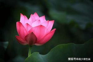属相马、猪、兔、牛迎来2月下旬财运和爱情双丰收
