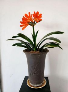 桂花：家庭养殖的新宠，富贵大王的最佳选擇